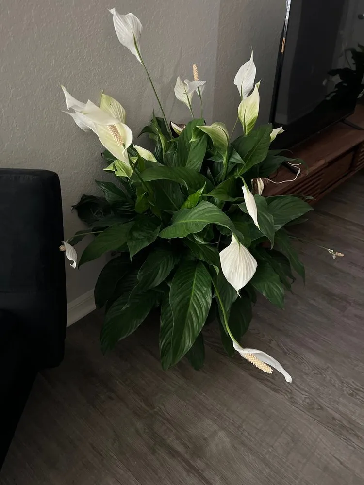 Top-rated yard cleanup service for homes across Winter Haven, FL - Spirit Lake Garden Center