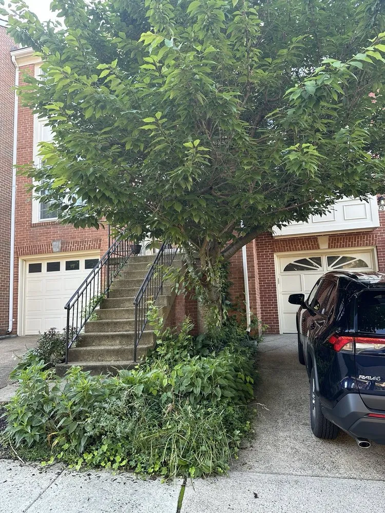 Local lawn care service for outdoor upgrades across Arlington, VA - Spirit Landscaping