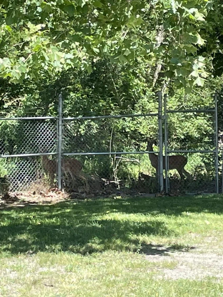 Affordable yard cleanup service in Niles, MI by Spiro Scapes