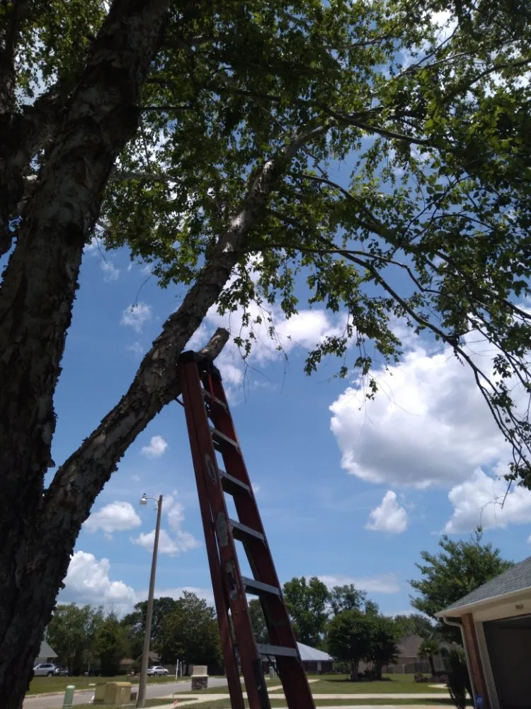 Expert lawn mowing service in Cocoa, FL by Spivey's Tree Pros