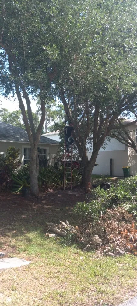 Custom landscaping services experts serving Cocoa, FL - Spivey's Tree Pros