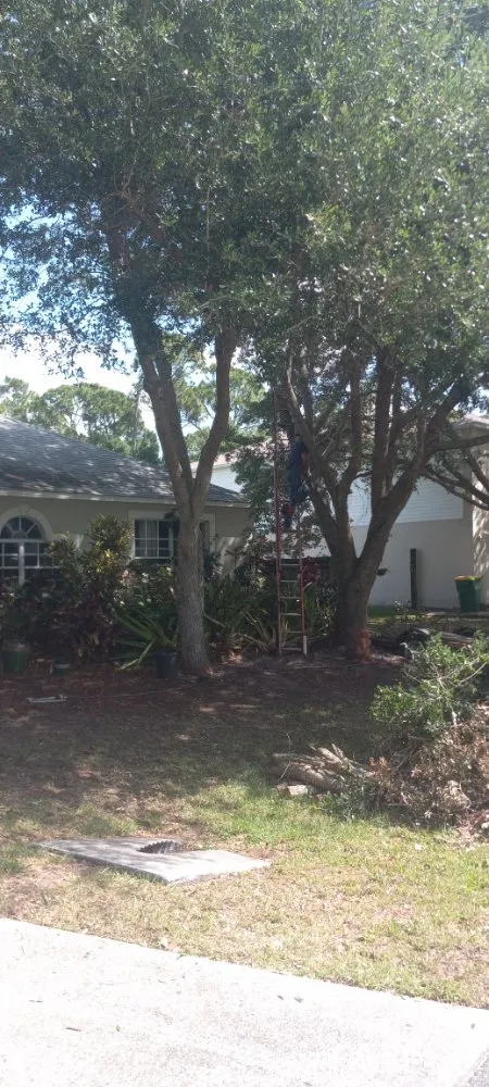 Affordable lawn care service in Cocoa, FL by Spivey's Tree Pros