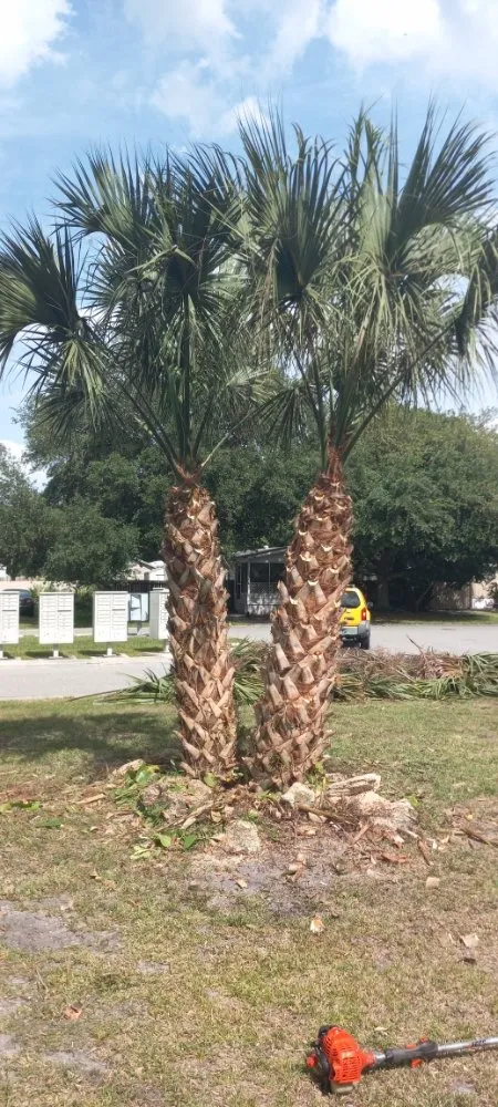 Professional landscape installation near you in Cocoa, FL by Spivey's Tree Pros