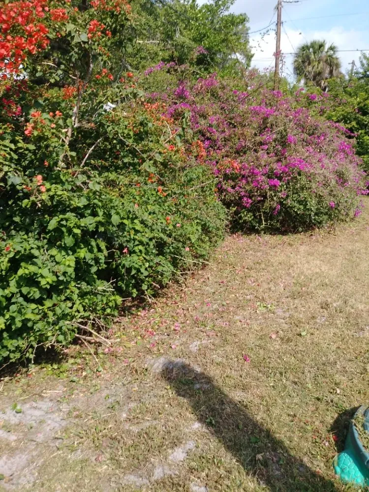 Expert outdoor landscaping in Cocoa, FL by Spivey's Tree Pros