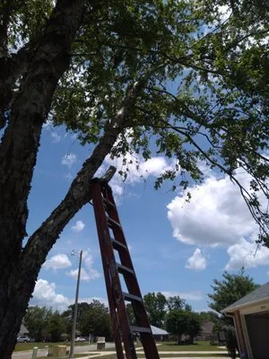 Spivey's Tree Pros Logo