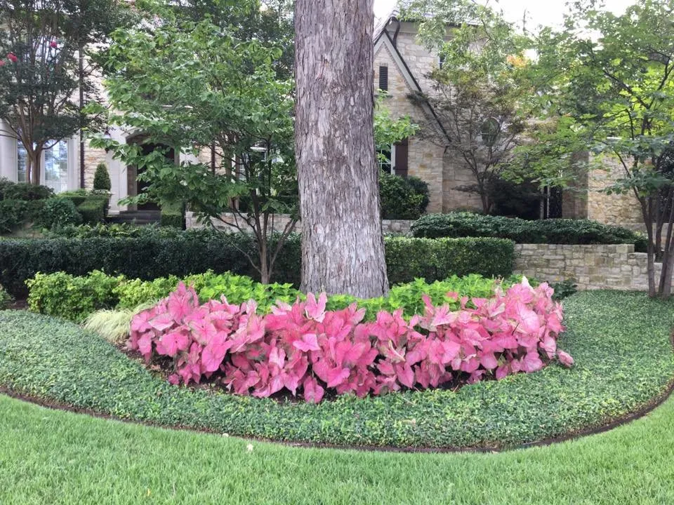 Trusted yard cleanup service with custom design in Lewisville, TX by Splendid Gardens Landscaping