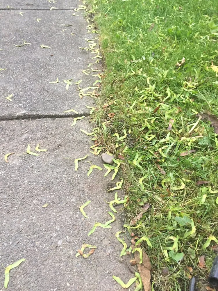 Reliable lawn care service near you in Spokane, WA by Spokane ProCare