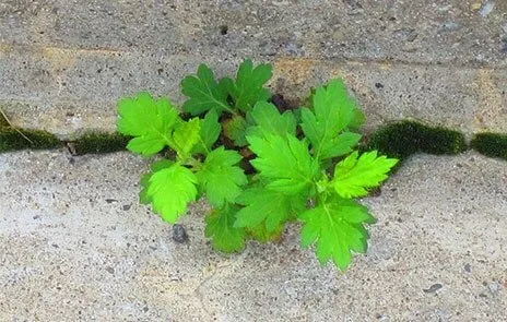 Reliable garden landscaping experts serving Spokane, WA - Spokane Spray Service