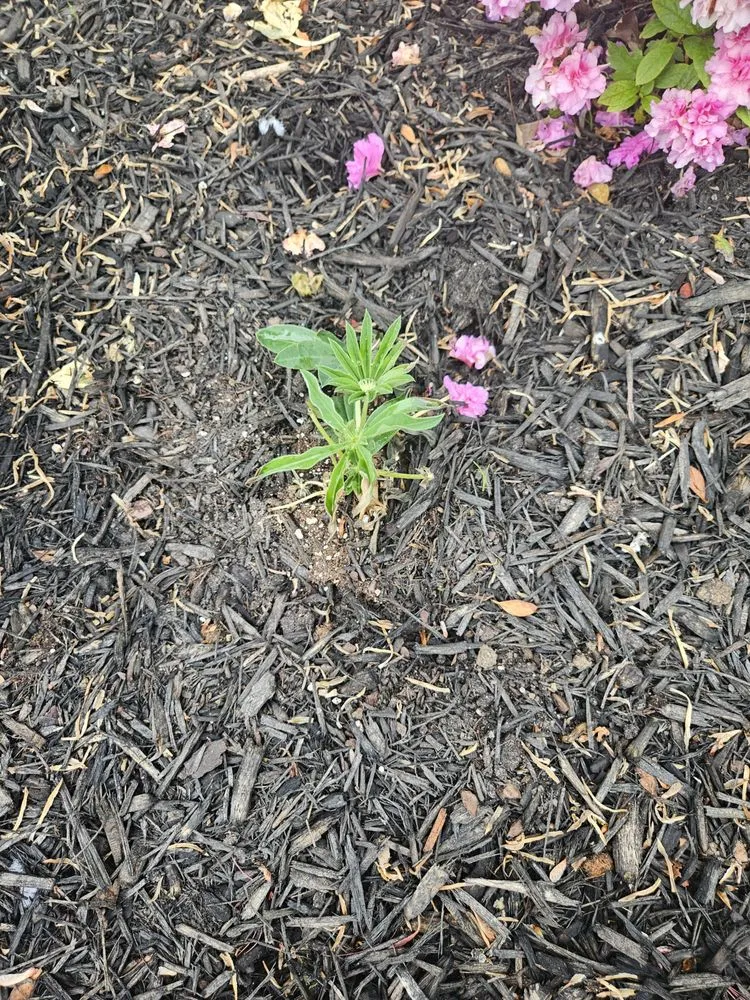 Expert landscape installation in Milton, DE - Sposato Landscape