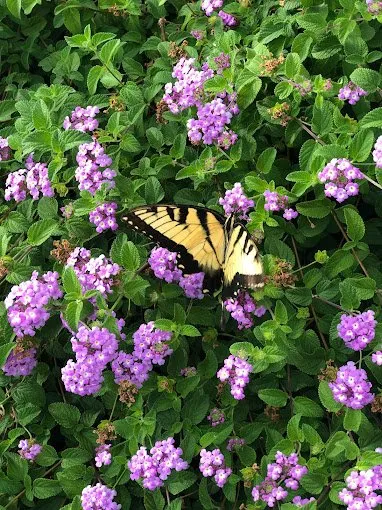 Expert landscape design experts serving Aubrey, TX - Spot On Outdoor Services