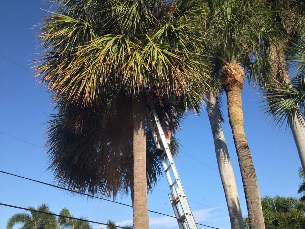 Custom landscape installation for homes in Deerfield Beach, FL by Spot Pond Tree Service