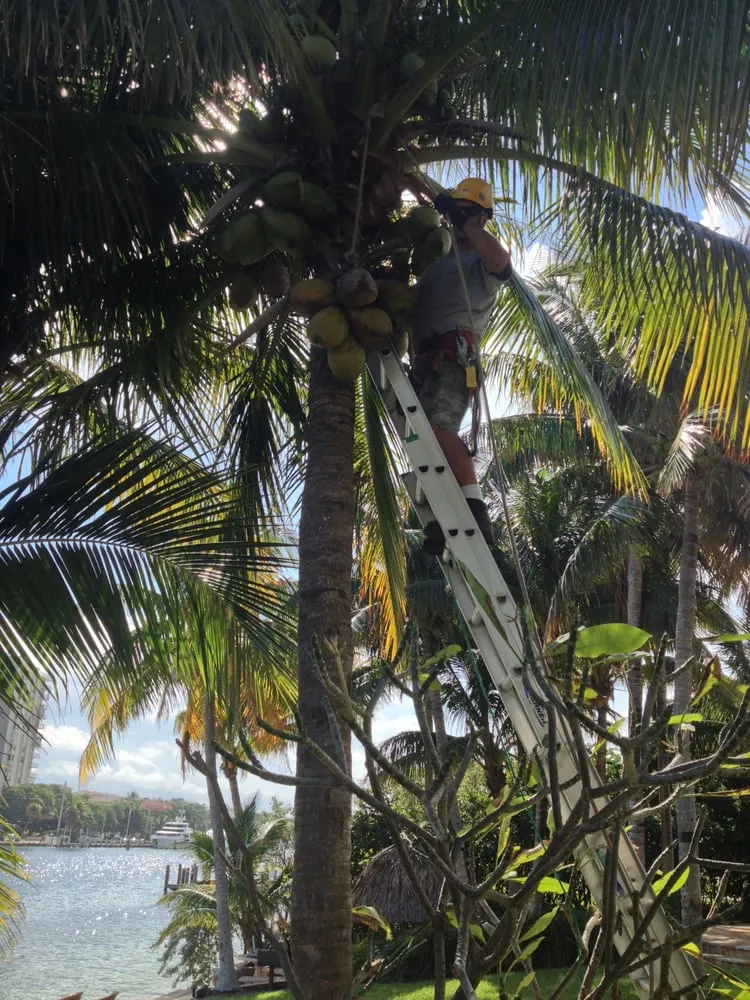Professional yard maintenance in Deerfield Beach, FL - Spot Pond Tree Service