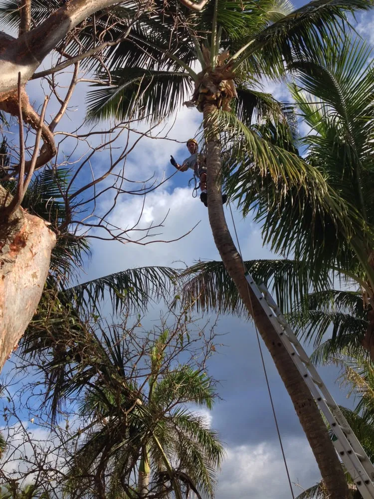 Reliable outdoor landscaping experts serving Deerfield Beach, FL - Spot Pond Tree Service