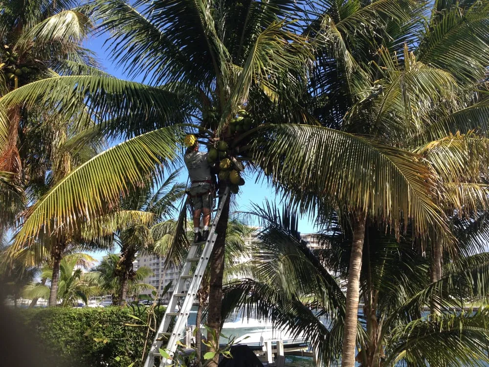 Reliable residential landscaping experts serving Deerfield Beach, FL - Spot Pond Tree Service