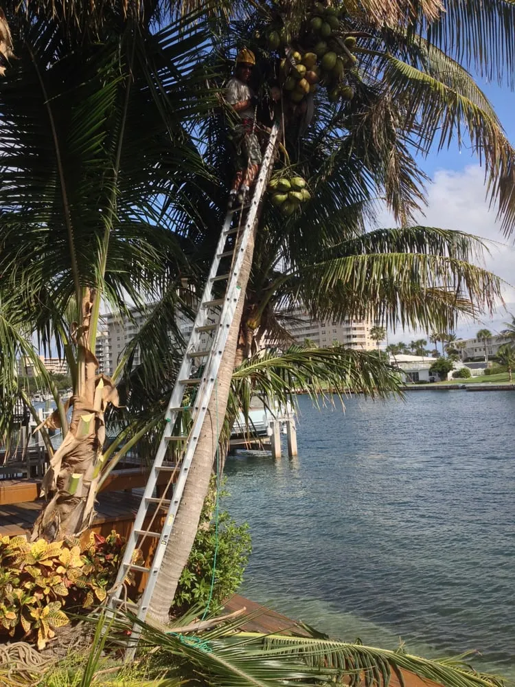 Local landscape installation near you in Deerfield Beach, FL by Spot Pond Tree Service