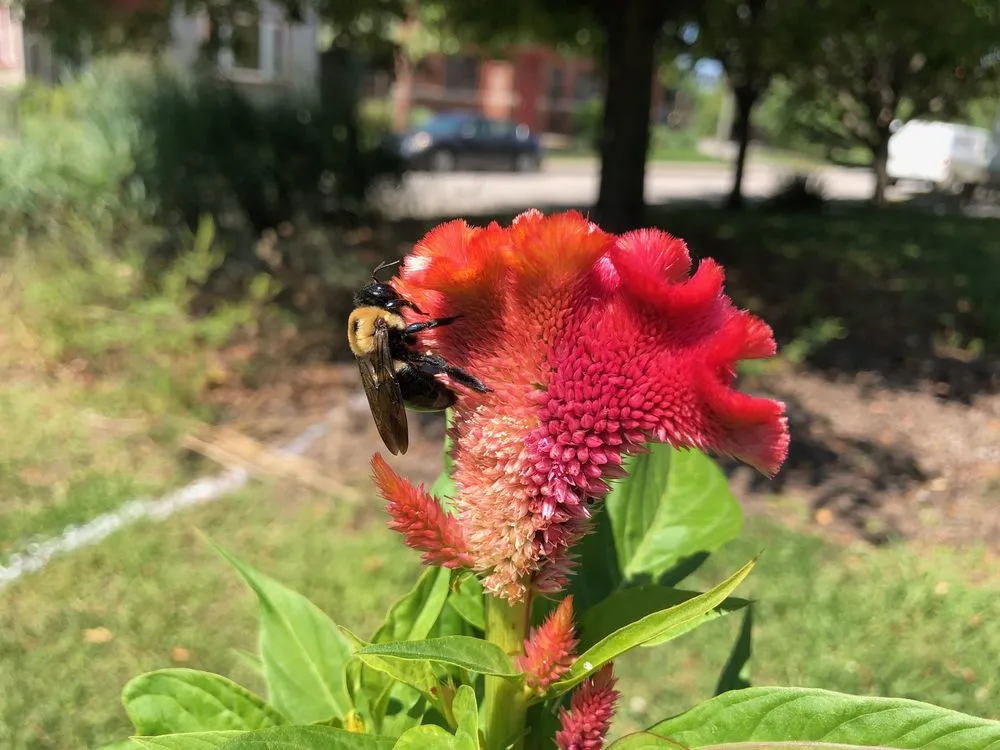 Trusted landscape design for beautiful yards across Indianapolis, IN - Spotts Garden Service