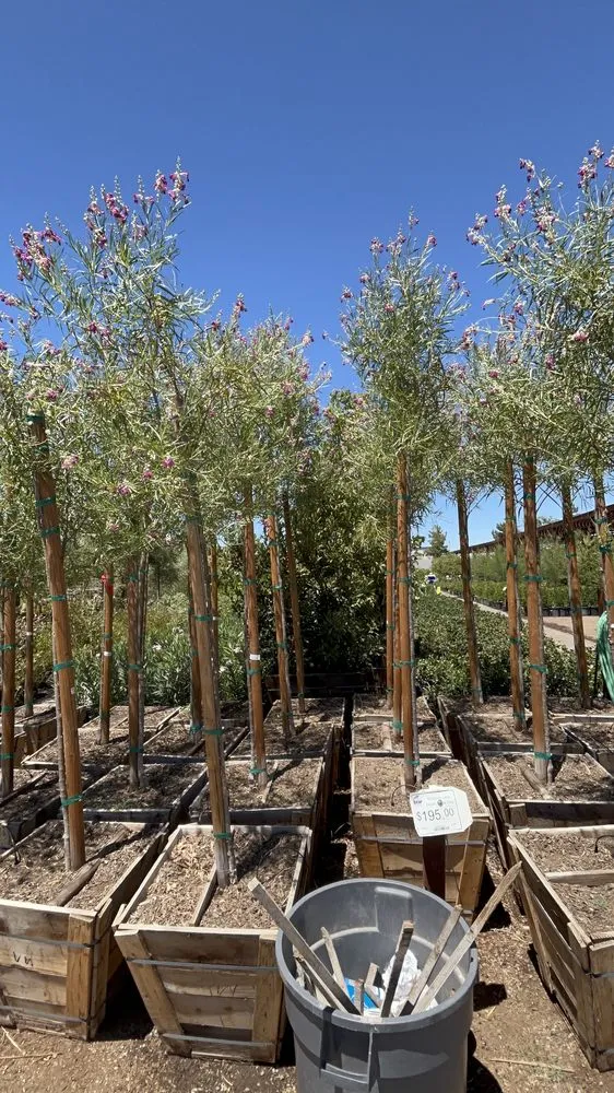 Top-rated garden landscaping in Las Vegas, NV - Spr Landscape