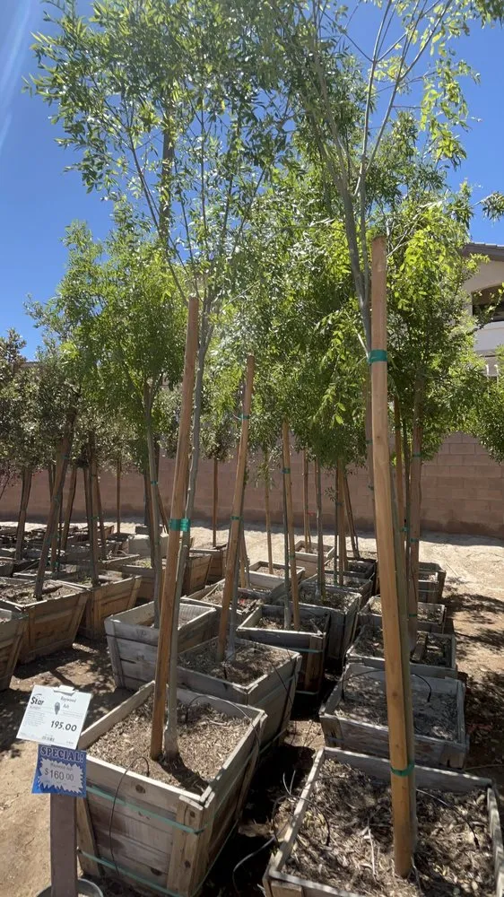 Local residential landscaping in Las Vegas, NV by Spr Landscape