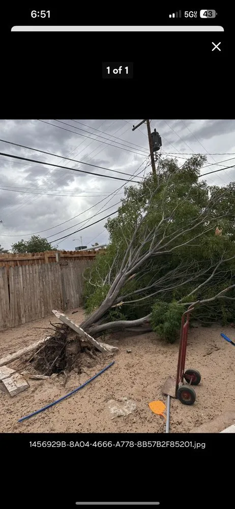 Reliable lawn care service in Las Vegas, NV - Spr Landscape