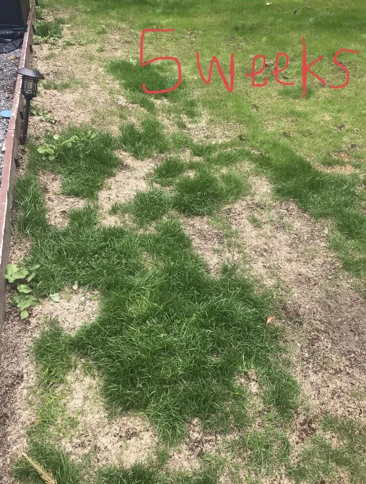 Custom yard cleanup service in Des Moines, WA - SprayLawn Hydroseeding