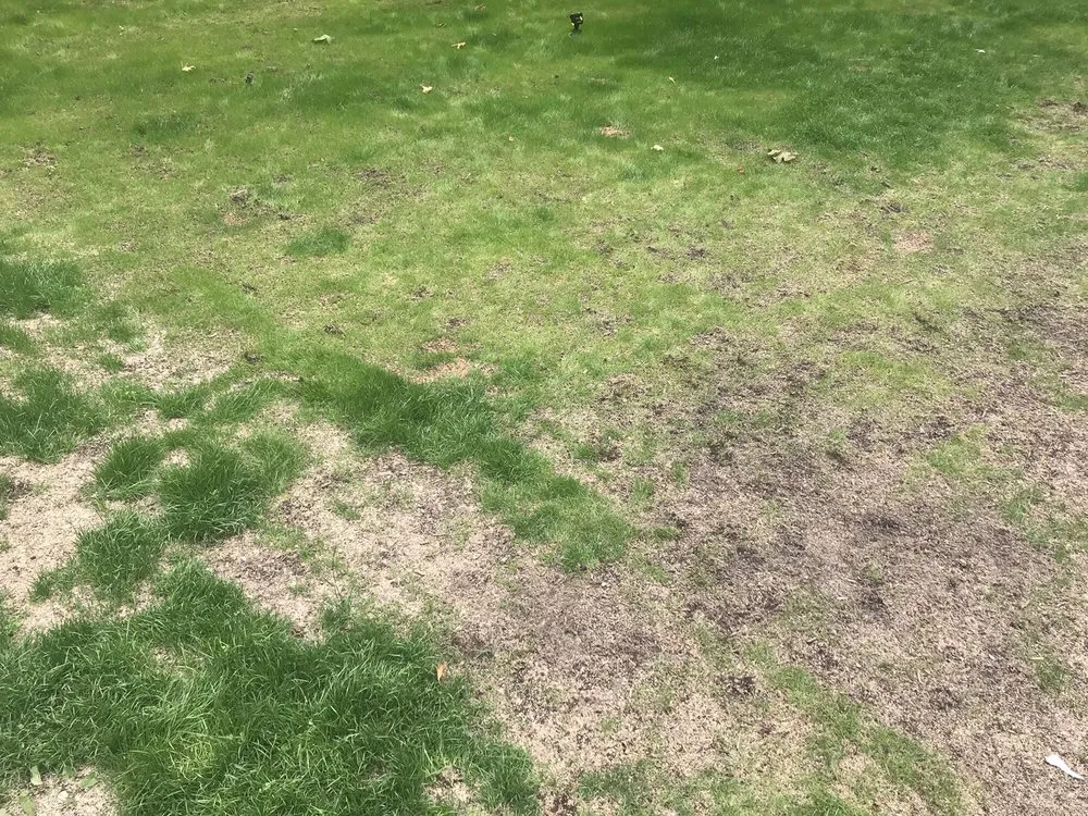 Trusted landscaping services experts serving Des Moines, WA - SprayLawn Hydroseeding