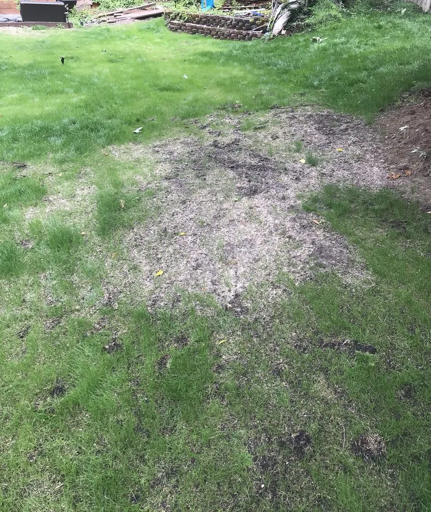 Reliable landscaping services for homes across Des Moines, WA - SprayLawn Hydroseeding