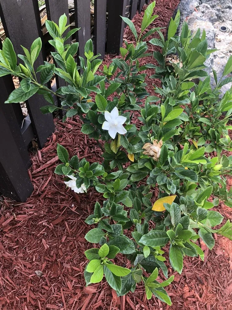 Local landscaping services with custom design across Miami, FL - Spraypro