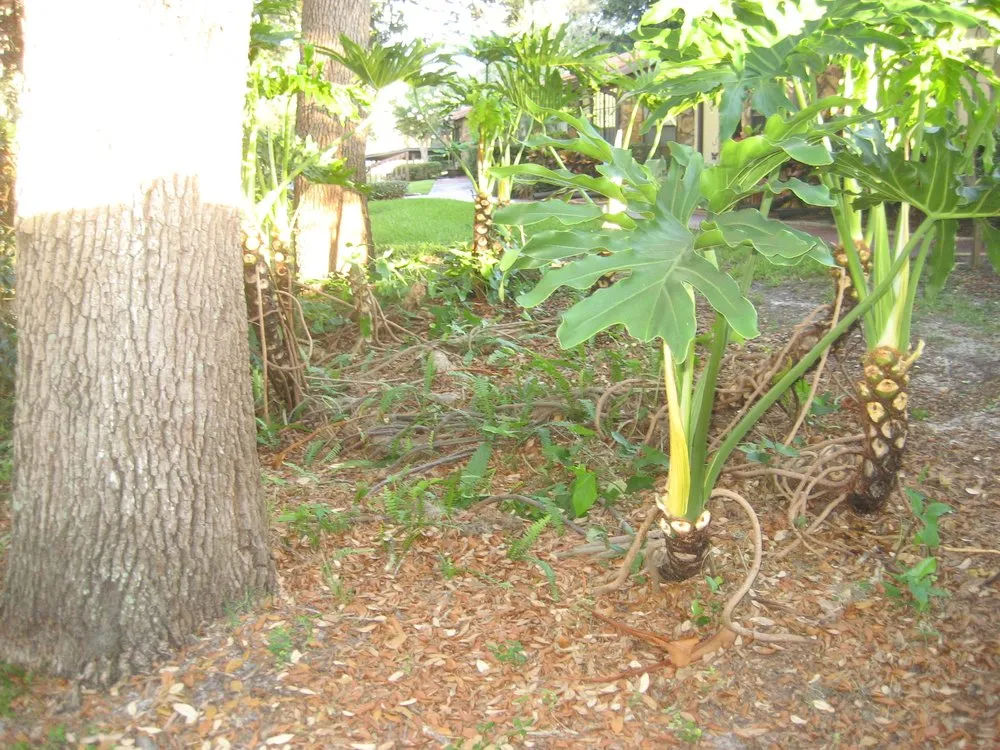 Affordable landscape design in Hudson, FL - Spreadbury Landscape & Lawn Maintenance