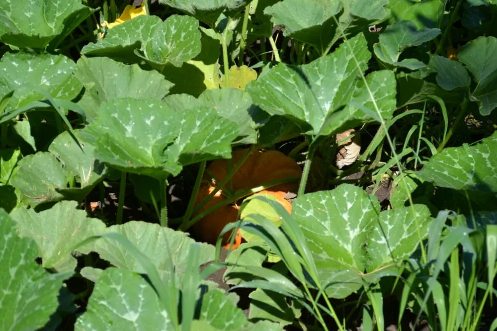 Expert lawn care service in Sugar Grove, IL - Spring Bluff Nursery