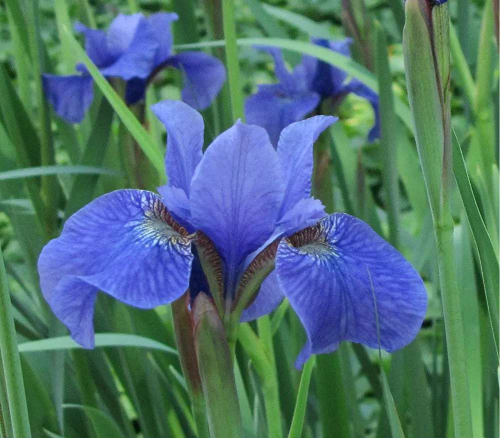 Trusted lawn mowing service for year-round maintenance in Sugar Grove, IL by Spring Bluff Nursery