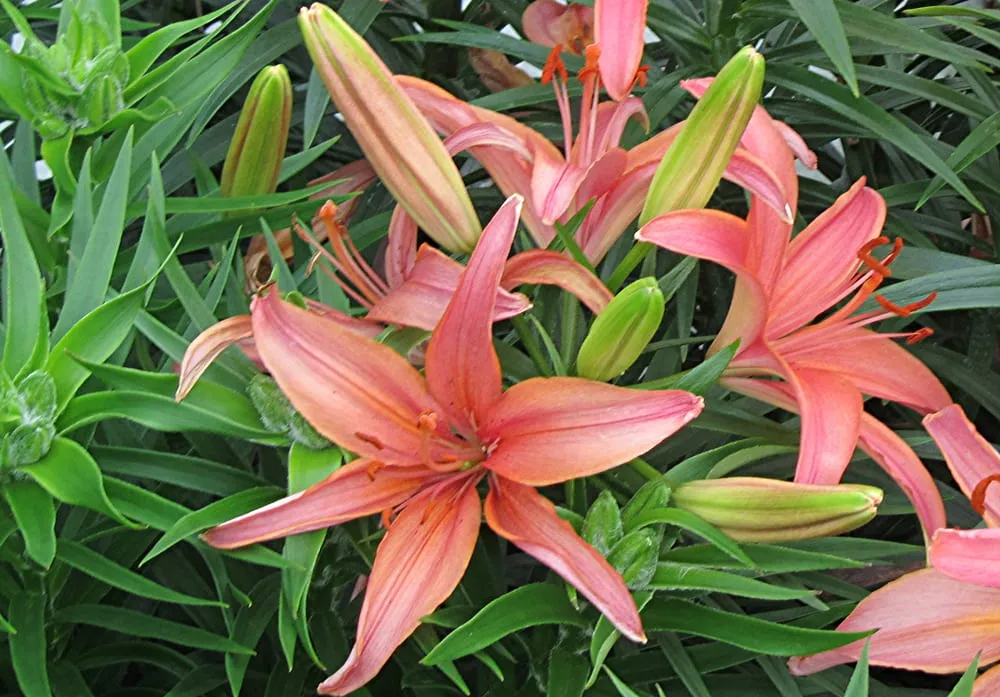 Custom lawn mowing service for residential properties in Sugar Grove, IL by Spring Bluff Nursery