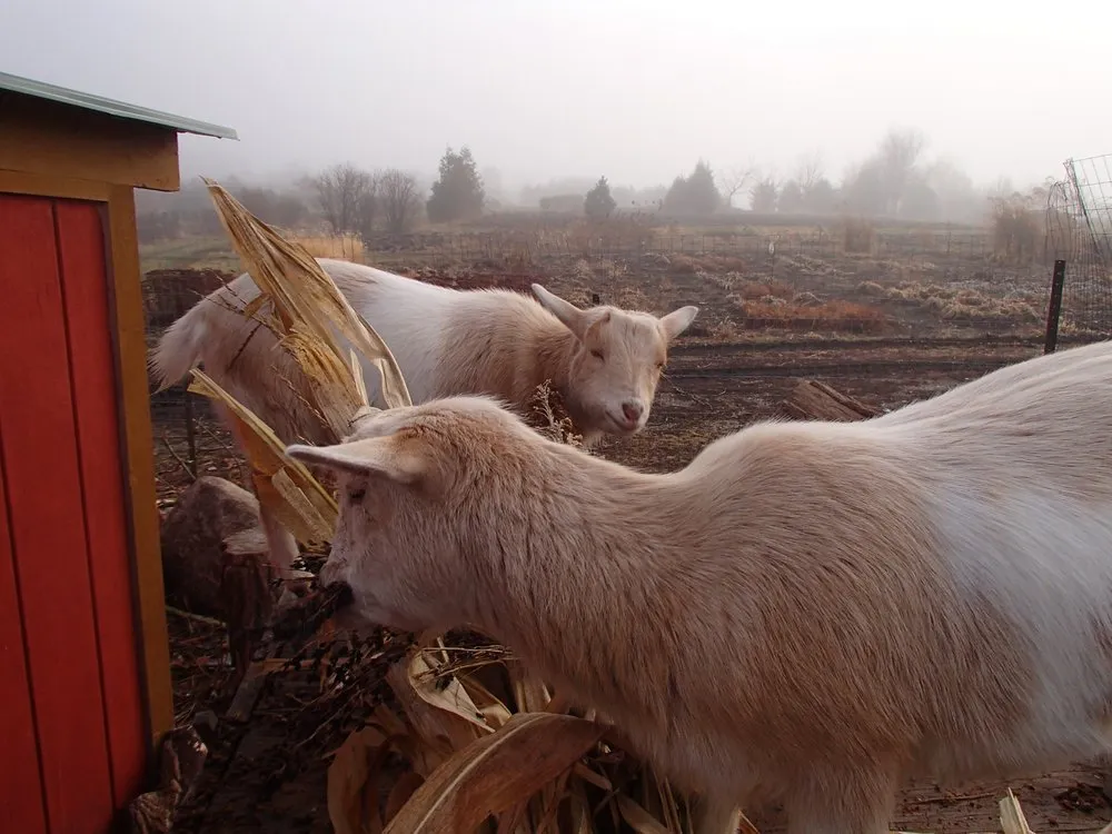Professional landscape installation in Sugar Grove, IL - Spring Bluff Nursery
