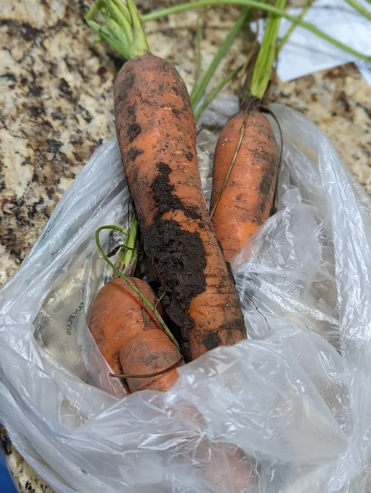 Top-rated lawn care service in Sugar Grove, IL - Spring Bluff Nursery