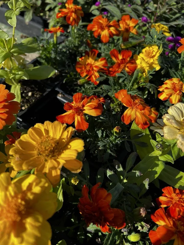 Trusted garden landscaping for homes in Spring Branch, TX by Spring Creek Gardens