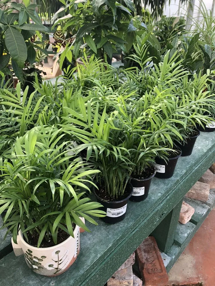 Trusted residential landscaping for residential properties across Spring Branch, TX - Spring Creek Gardens