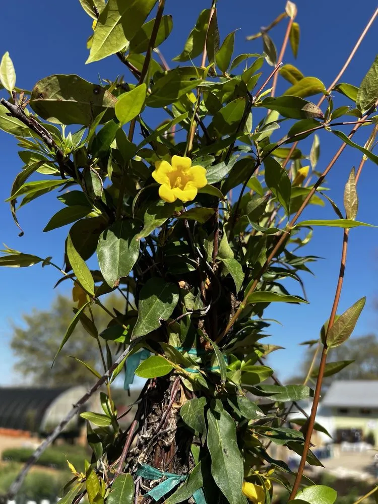 Affordable yard maintenance in Spring Branch, TX by Spring Creek Gardens