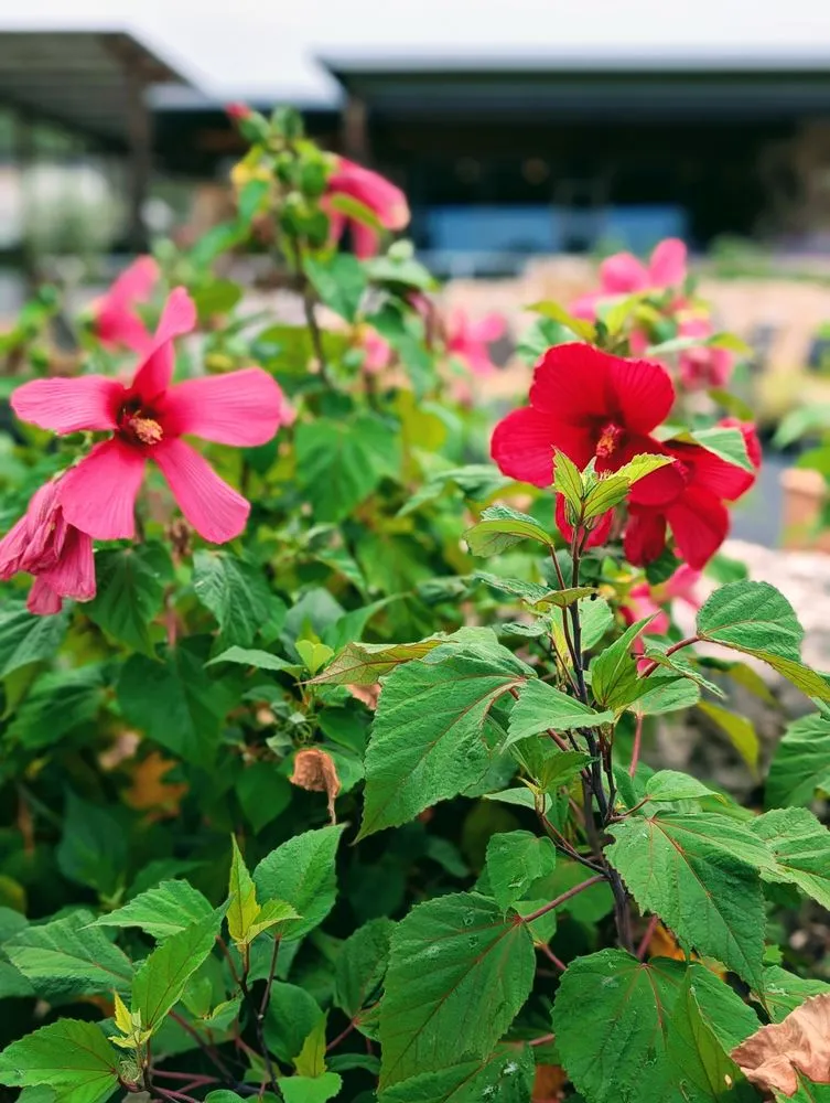 Local yard maintenance in Spring Branch, TX by Spring Creek Gardens
