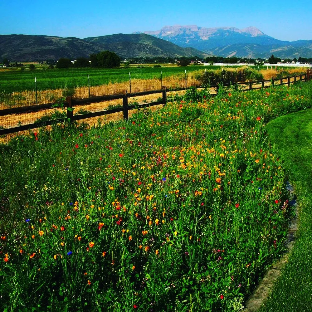 Affordable outdoor landscaping in Heber City, UT by Spring Creek Landscape & Native Nursery