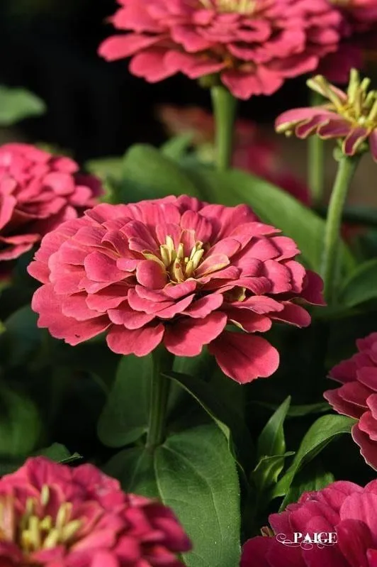 Local garden landscaping in Collinsville, TX by Spring Creek Nursery