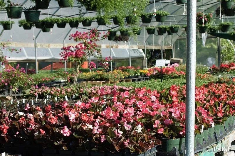 Reliable lawn care service in Collinsville, TX - Spring Creek Nursery