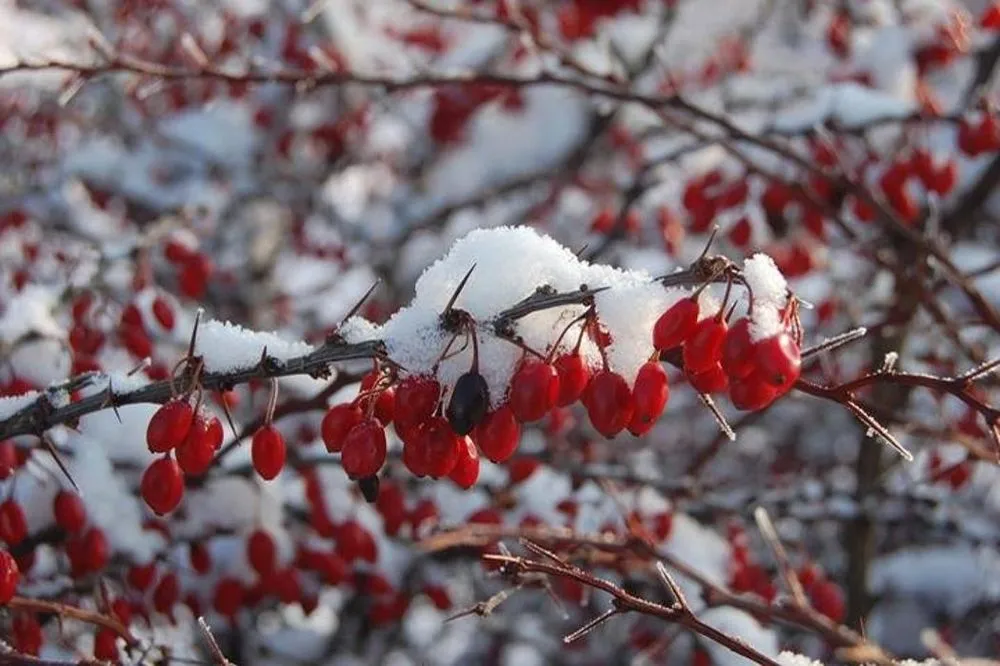 Trusted landscaping services in New Berlin, WI - Spring Gardens Landscaping & Horticultural Services