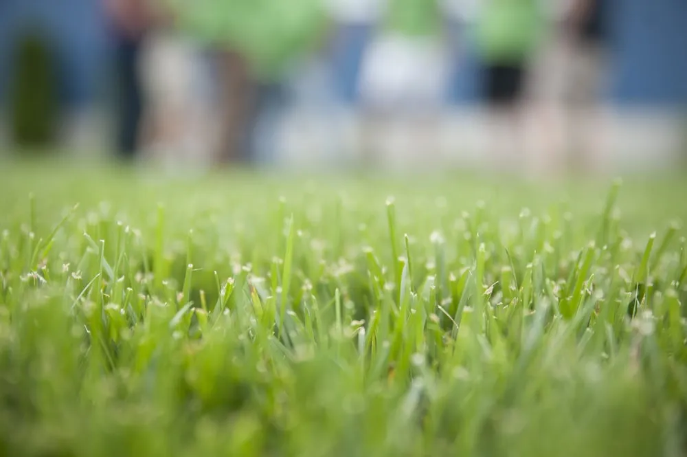 Local landscaping services for homes across Fort Wayne, IN - Spring Green