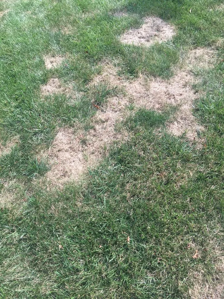 Expert landscape design with custom design in Saint Charles, MO by Spring-Green Lawn Care