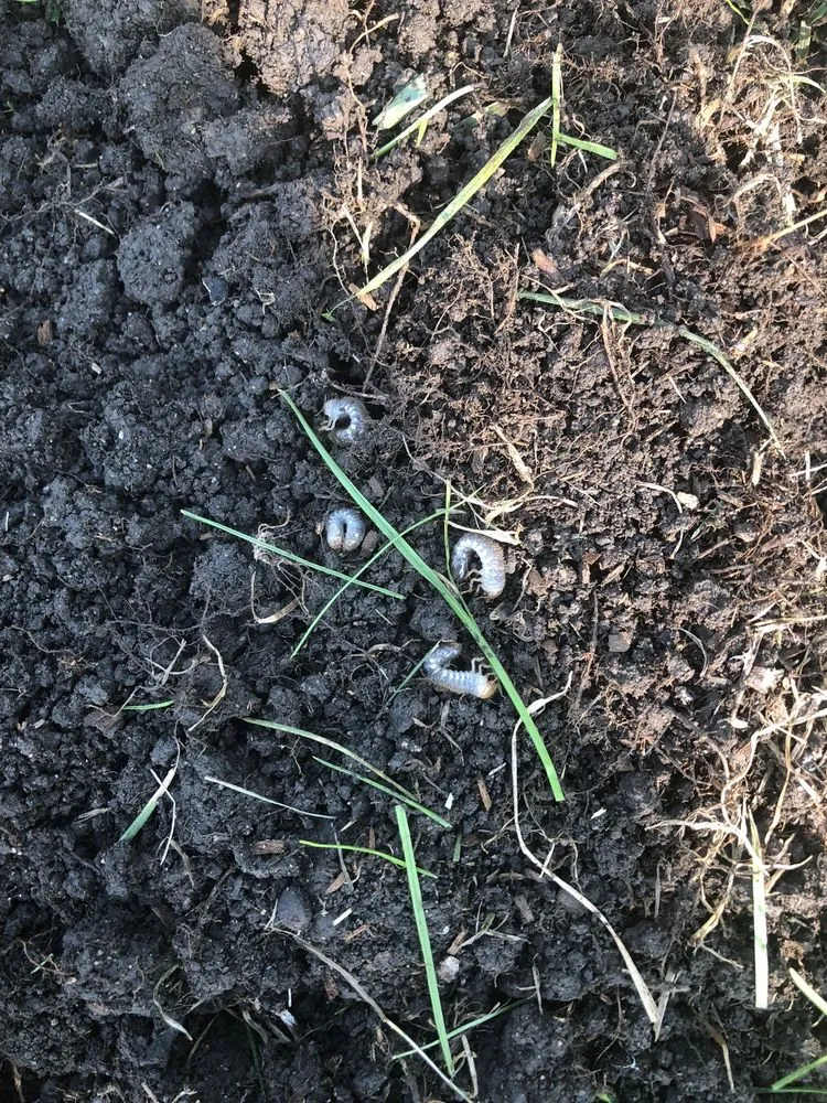 Trusted lawn mowing service for outdoor upgrades across Sturtevant, WI - Spring-Green Lawn Care