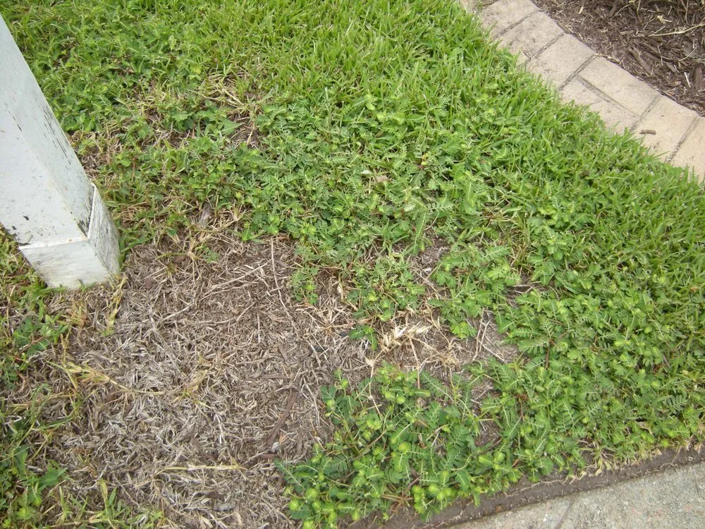 Expert landscape installation for beautiful yards in Myrtle Beach, SC by Spring Green