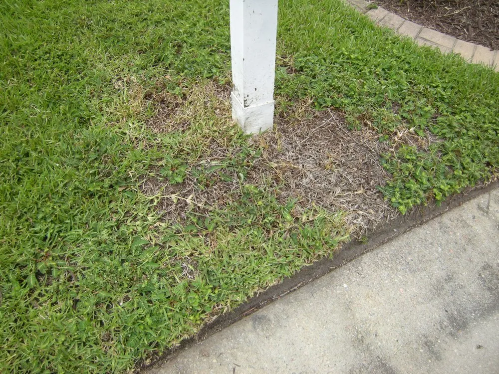 Expert yard cleanup service with custom design across Myrtle Beach, SC - Spring Green
