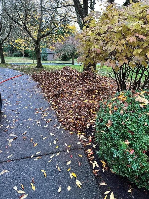 Custom yard cleanup service in Auburn, WA by Spring Landscape