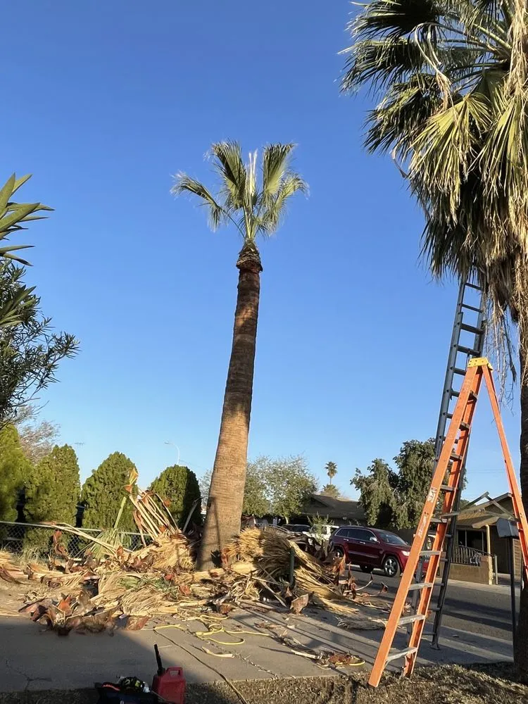 Affordable residential landscaping for outdoor upgrades across Phoenix, AZ - Spring Landscaping