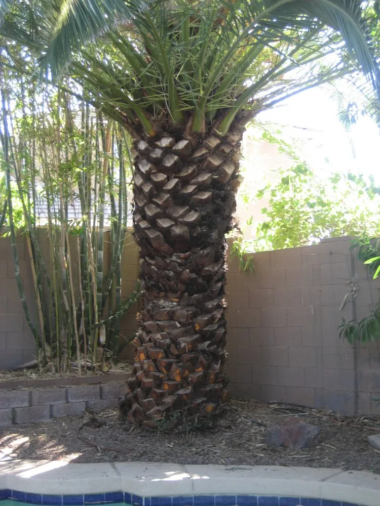 Top-rated landscaping services in Phoenix, AZ by Spring Landscaping