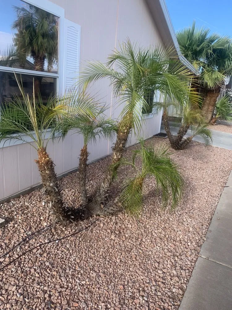 Affordable landscape design for beautiful yards across Phoenix, AZ - Spring Landscaping
